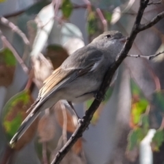 Pachycephala pectoralis at Aranda, ACT - 7 Jun 2021