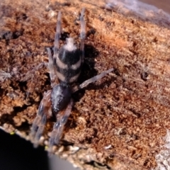Lampona sp. (genus) (White-tailed spider) at Aranda, ACT - 7 Jun 2021 by Kurt