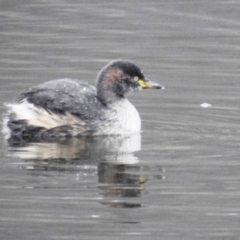 Tachybaptus novaehollandiae (Australasian Grebe) at Tuggeranong DC, ACT - 6 Jun 2021 by HelenCross