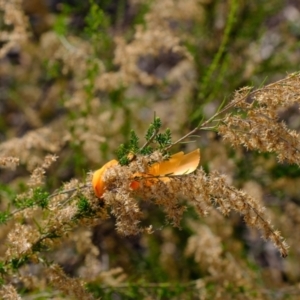 Cassinia sifton at Holt, ACT - 7 Jun 2021