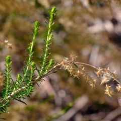 Cassinia sifton at Holt, ACT - 7 Jun 2021