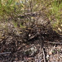 Cassinia sifton at Holt, ACT - 7 Jun 2021 01:59 PM