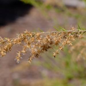 Cassinia sifton at Holt, ACT - 7 Jun 2021