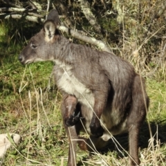 Osphranter robustus (Wallaroo) at Lions Youth Haven - Westwood Farm A.C.T. - 30 May 2021 by HelenCross