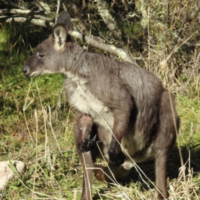 Osphranter robustus (Wallaroo) at Lions Youth Haven - Westwood Farm A.C.T. - 30 May 2021 by HelenCross