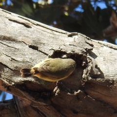 Acanthiza reguloides at Kambah, ACT - 30 May 2021