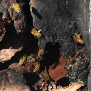 Apis mellifera at Kambah, ACT - 30 May 2021