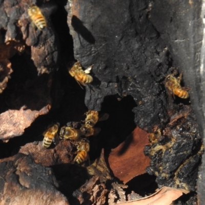 Apis mellifera (European honey bee) at Kambah, ACT - 30 May 2021 by HelenCross