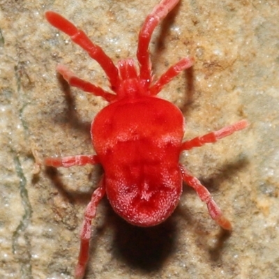 Trombidiidae (family) (Red velvet mite) at ANBG - 6 Jun 2021 by TimL