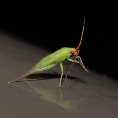 Miridae (family) (Unidentified plant bug) at Acton, ACT - 6 Jun 2021 by TimL