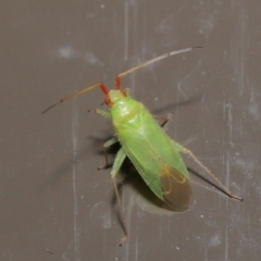 Miridae (family) at Acton, ACT - 6 Jun 2021 01:11 PM