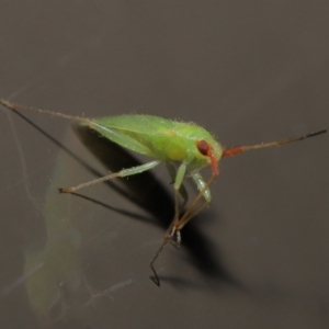 Miridae (family) at Acton, ACT - 6 Jun 2021 01:11 PM