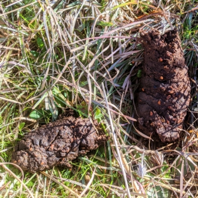 Unidentified Other hoofed mammal at Kambah, ACT - 30 May 2021 by HelenCross