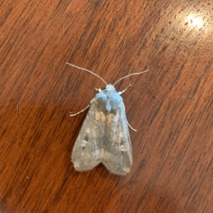 Agrotis infusa at Reid, ACT - 3 Jun 2020