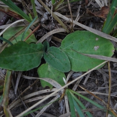 Cymbonotus sp. (preissianus or lawsonianus) (Bears Ears) at Flea Bog Flat, Bruce - 20 Mar 2021 by JanetRussell