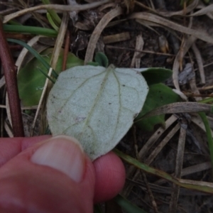 Cymbonotus sp. (preissianus or lawsonianus) at Bruce, ACT - 20 Mar 2021