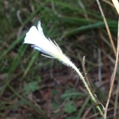 Wahlenbergia stricta subsp. stricta (Tall Bluebell) at Flea Bog Flat, Bruce - 20 Mar 2021 by JanetRussell