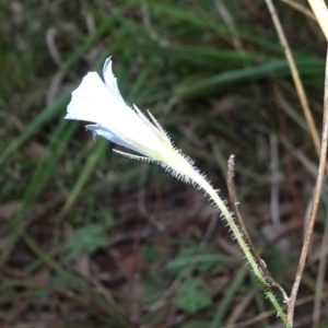 Wahlenbergia stricta subsp. stricta at Bruce, ACT - 20 Mar 2021