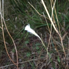 Wahlenbergia stricta subsp. stricta at Bruce, ACT - 20 Mar 2021 03:12 PM