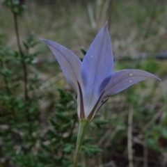 Wahlenbergia luteola (Yellowish Bluebell) at Flea Bog Flat, Bruce - 20 Mar 2021 by JanetRussell