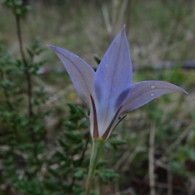 Wahlenbergia luteola (Yellowish Bluebell) at Flea Bog Flat, Bruce - 20 Mar 2021 by JanetRussell
