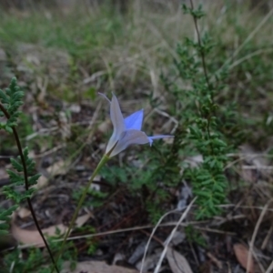 Wahlenbergia luteola at Bruce, ACT - 20 Mar 2021