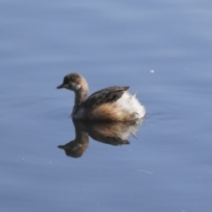 Tachybaptus novaehollandiae (Australasian Grebe) at City Renewal Authority Area - 5 Jun 2021 by AlisonMilton