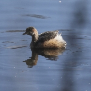 Tachybaptus novaehollandiae at Lyneham, ACT - 5 Jun 2021