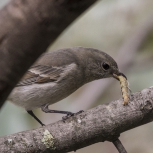 Pachycephala pectoralis at Acton, ACT - 9 Apr 2021