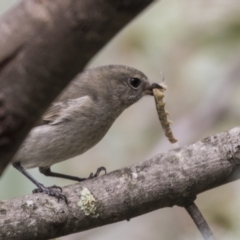 Pachycephala pectoralis at Acton, ACT - 9 Apr 2021