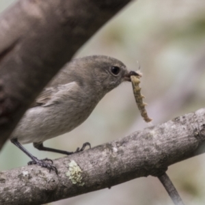 Pachycephala pectoralis at Acton, ACT - 9 Apr 2021