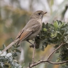 Pachycephala pectoralis at Acton, ACT - 9 Apr 2021