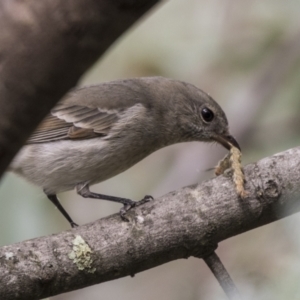 Pachycephala pectoralis at Acton, ACT - 9 Apr 2021