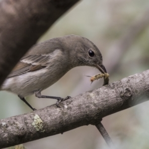 Pachycephala pectoralis at Acton, ACT - 9 Apr 2021