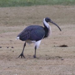 Threskiornis spinicollis at Nicholls, ACT - 4 Jun 2021