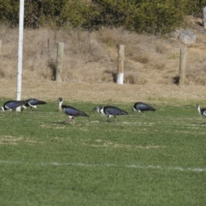 Threskiornis spinicollis at Hawker, ACT - 2 Jun 2021