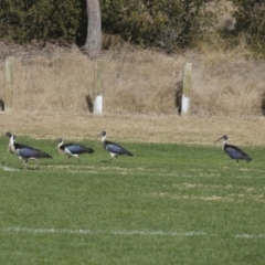 Threskiornis spinicollis at Hawker, ACT - 2 Jun 2021