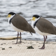 Vanellus miles (Masked Lapwing) at Lake Ginninderra - 4 Jun 2021 by AlisonMilton