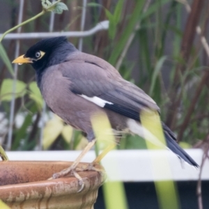 Acridotheres tristis at Higgins, ACT - 2 Jun 2021