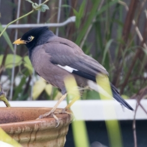 Acridotheres tristis at Higgins, ACT - 2 Jun 2021