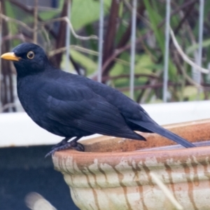 Turdus merula at Higgins, ACT - 2 Jun 2021 12:23 PM