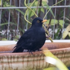 Turdus merula at Higgins, ACT - 2 Jun 2021