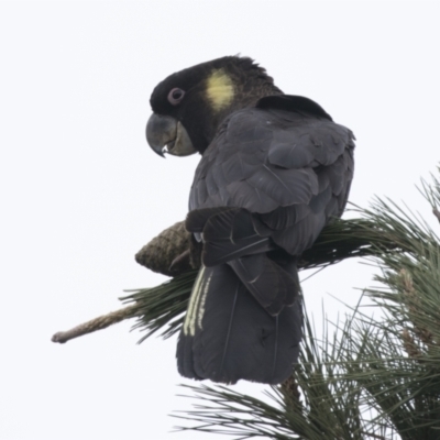 Zanda funerea (Yellow-tailed Black-Cockatoo) at Nicholls, ACT - 4 Jun 2021 by AlisonMilton