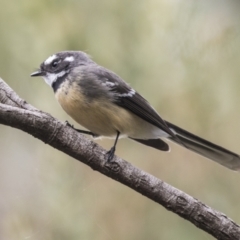 Rhipidura albiscapa at Acton, ACT - 9 Apr 2021