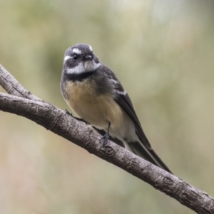 Rhipidura albiscapa at Acton, ACT - 9 Apr 2021