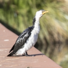 Microcarbo melanoleucos at Belconnen, ACT - 28 May 2021