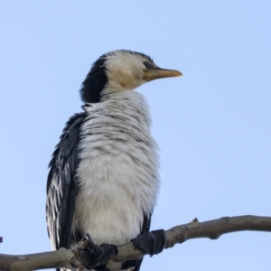 Microcarbo melanoleucos at Belconnen, ACT - 28 May 2021