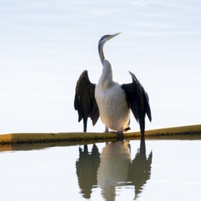 Anhinga novaehollandiae (Australasian Darter) at Lake Ginninderra - 28 May 2021 by AlisonMilton