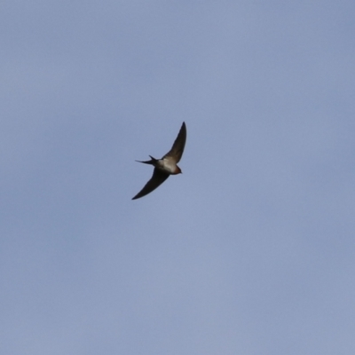 Hirundo neoxena (Welcome Swallow) at Kambah, ACT - 7 Jun 2021 by RodDeb