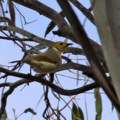 Ptilotula penicillata (White-plumed Honeyeater) at Lake Tuggeranong - 7 Jun 2021 by RodDeb
